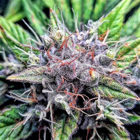 Top Shelf Elite Seeds - Auto Sherbert Mimosa